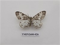 藏品(尺蛾114)的圖片